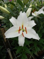 [5375 Meriva VZ No02.JPG]